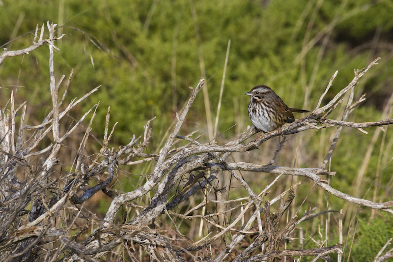 Song Sparrow